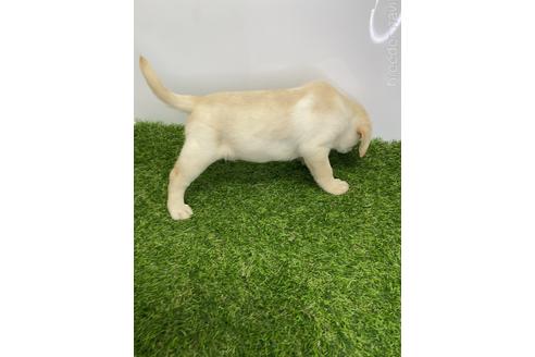 成約済の愛知県のラブラドールレトリーバー-219854の3枚目