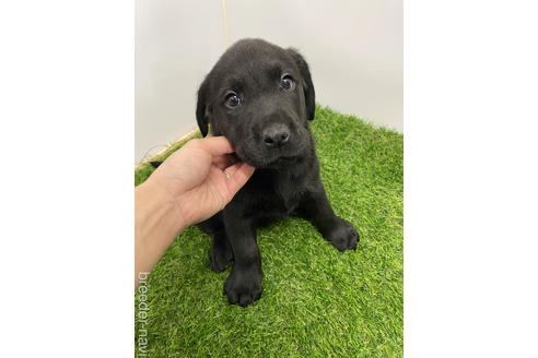 成約済の愛知県のラブラドールレトリーバー-219695の3枚目