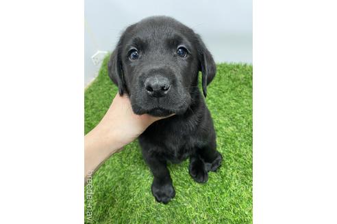 成約済の愛知県のラブラドールレトリーバー-219695の1枚目