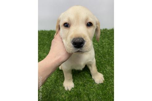 成約済の愛知県のラブラドールレトリーバー-219853の1枚目