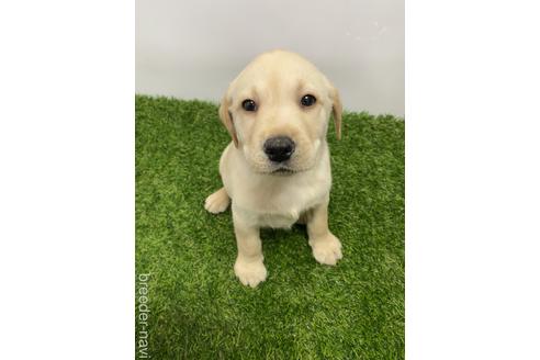 成約済の愛知県のラブラドールレトリーバー-219853の7枚目