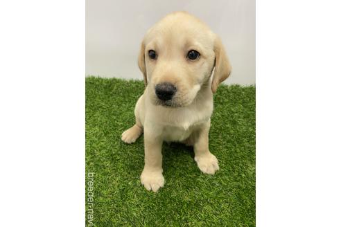 成約済の愛知県のラブラドールレトリーバー-219853の6枚目