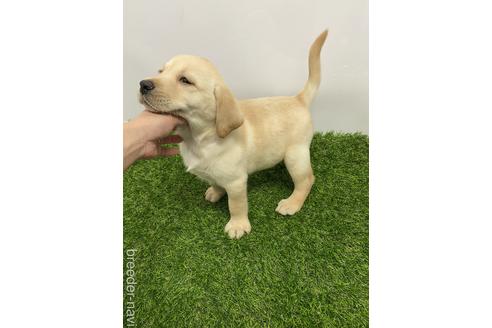 成約済の愛知県のラブラドールレトリーバー-219853の5枚目