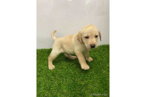 成約済の愛知県のラブラドールレトリーバー-219853の2枚目