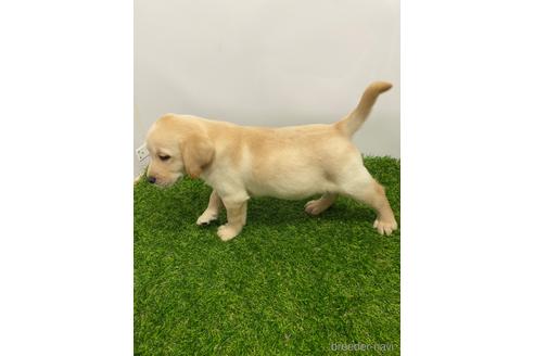 成約済の愛知県のラブラドールレトリーバー-219853の3枚目