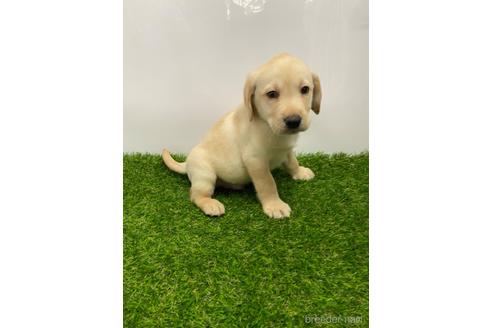 成約済の愛知県のラブラドールレトリーバー-219853の4枚目