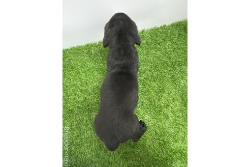 成約済の愛知県のラブラドールレトリーバー-219745の4枚目