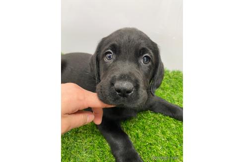 成約済の愛知県のラブラドールレトリーバー-219745の1枚目