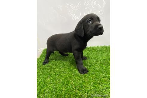 成約済の愛知県のラブラドールレトリーバー-219745の2枚目