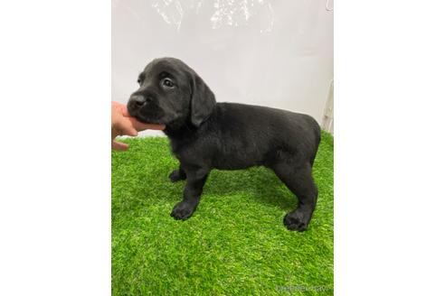 成約済の愛知県のラブラドールレトリーバー-219745の3枚目