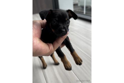 成約済の福岡県のミックス犬-220897の2枚目