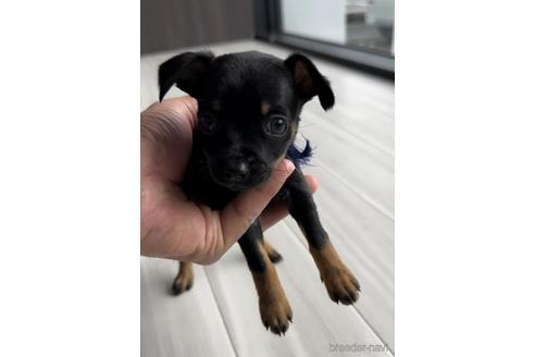 成約済の福岡県のミックス犬-220897の3枚目