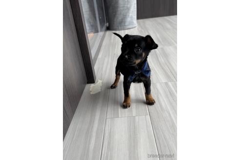 成約済の福岡県のミックス犬-220897の4枚目