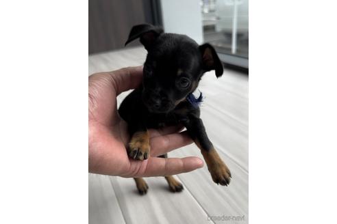 成約済の福岡県のミックス犬-220897