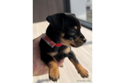 成約済の福岡県のミックス犬-220895の4枚目