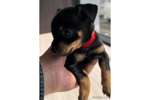 成約済の福岡県のミックス犬-220895の5枚目