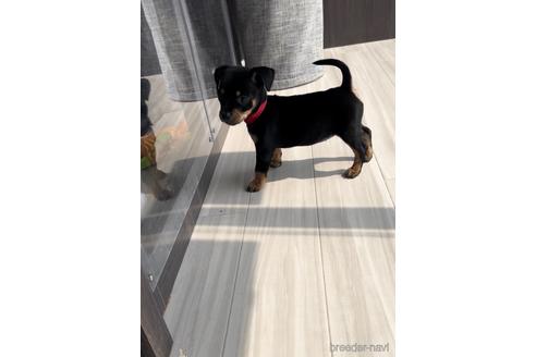 成約済の福岡県のミックス犬-220895の6枚目