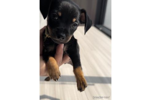 成約済の福岡県のミックス犬-220868の1枚目