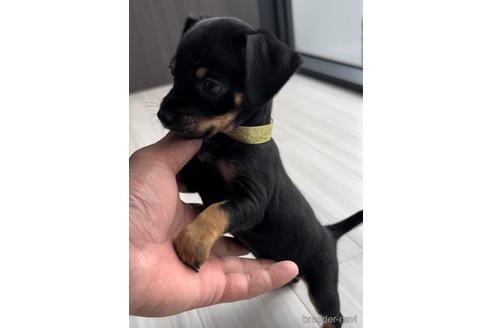 成約済の福岡県のミックス犬-220868の4枚目