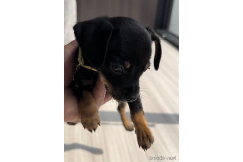 成約済の福岡県のミックス犬-220868の2枚目