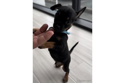 成約済の福岡県のミックス犬-220888の2枚目