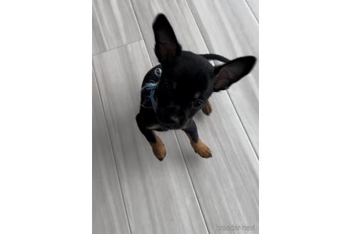 成約済の福岡県のミックス犬-220888の4枚目