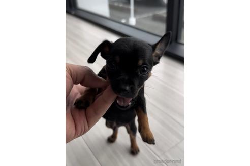 成約済の福岡県のミックス犬-220888の5枚目