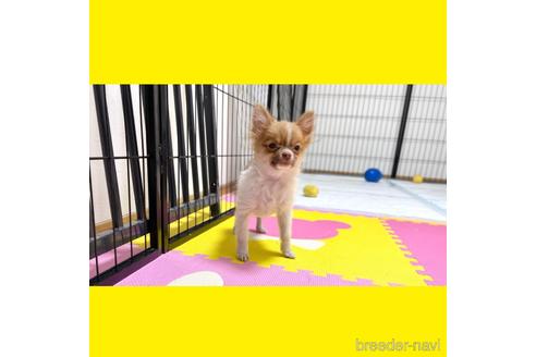 成約済の京都府のポメチワ:ポメラニアン×チワワ-217436の2枚目