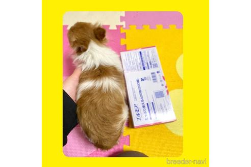 成約済の京都府のポメチワ:ポメラニアン×チワワ-217436の4枚目