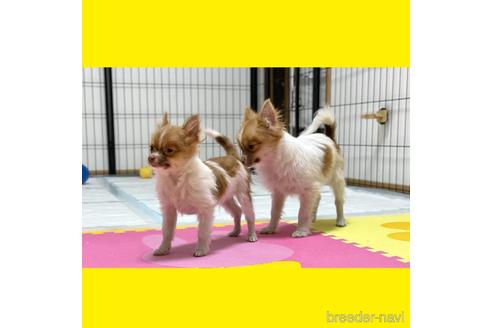 成約済の京都府のポメチワ:ポメラニアン×チワワ-217436の7枚目