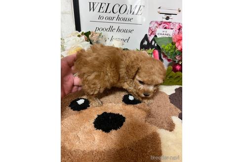 成約済の岡山県のトイプードル-225288の14枚目