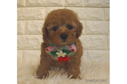 成約済の茨城県のトイプードル-225289の1枚目