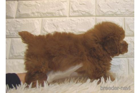 成約済の茨城県のトイプードル-225289の2枚目