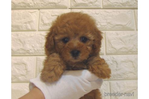 成約済の茨城県のトイプードル-225289の3枚目