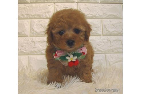 成約済の茨城県のトイプードル-225289の4枚目