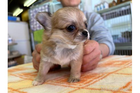 成約済の愛知県のチワワ(ロングコート)-221512の8枚目