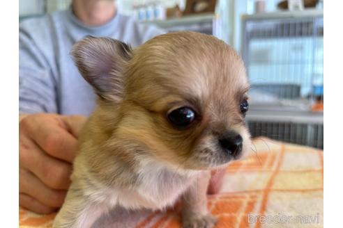 成約済の愛知県のチワワ(ロングコート)-221512の8枚目