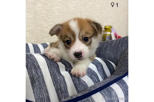 成約済の香川県のウェルシュコーギーペンブローク-222863の13枚目