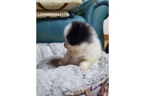成約済の福岡県のポメラニアン-224995の4枚目