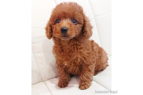成約済の静岡県のミックス犬-225369の5枚目