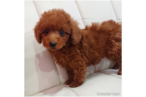 成約済の静岡県のミックス犬-225369の4枚目