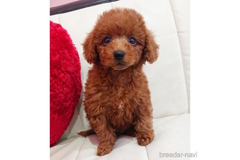 成約済の静岡県のミックス犬-225369の2枚目