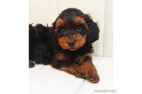 成約済の静岡県のミックス犬-225384の1枚目