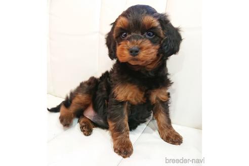 成約済の静岡県のミックス犬-225384の5枚目