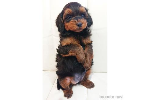 成約済の静岡県のミックス犬-225384の3枚目