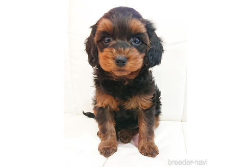 成約済の静岡県のミックス犬-225384の2枚目