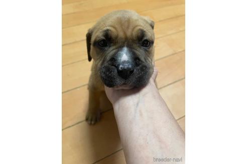 販売中の佐賀県のアメリカンピットブルテリア-225387