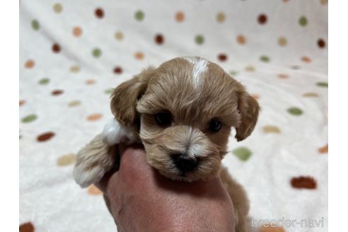 成約済の岐阜県のミックス犬-225409の3枚目