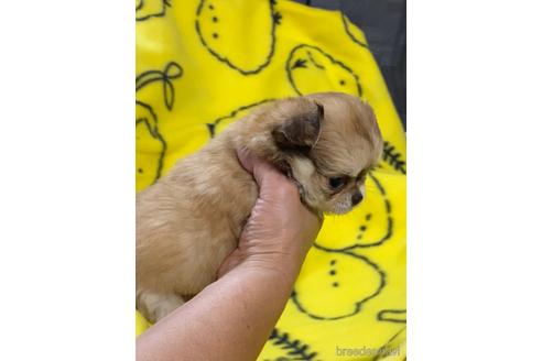 成約済の愛媛県のチワワ(ロングコート)-225411の2枚目
