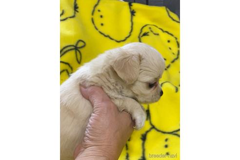 成約済の愛媛県のチワワ(ロングコート)-225429の4枚目